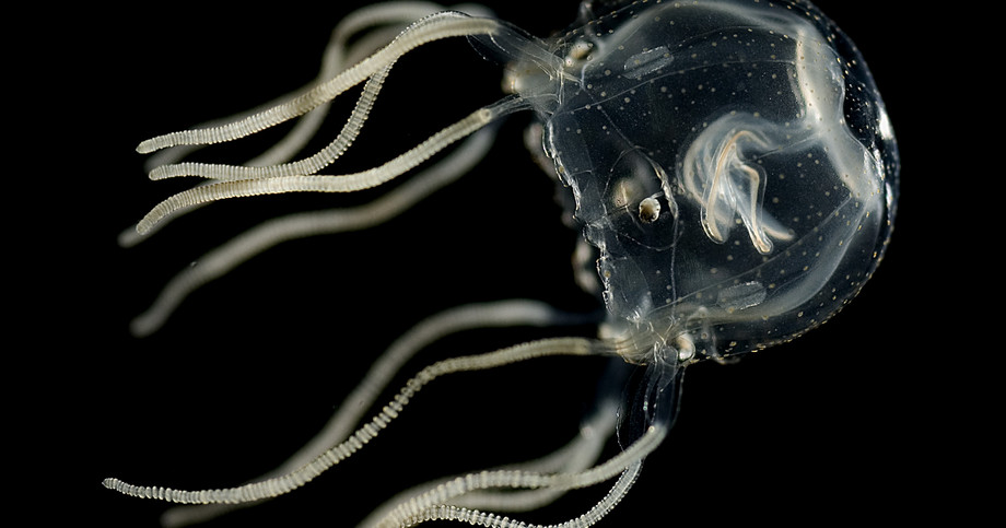 Havhvepsen Tripedalia cystophora fra Caribien / The box jellyfish Tripedalia cystophora from the Caribbean. Foto af / photo by: Jan Bielecki