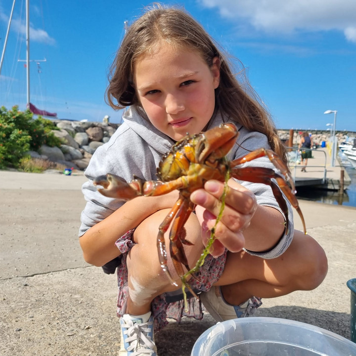 En ung pige holder en stor krabbe tæt på kameraet. Hun er udendørs ved en havn med både i baggrunden, og solen skinner klart på hende. Hun er iført en grå hættetrøje og ser koncentreret ud, mens hun viser krabben frem. Ved hendes fødder er der en spand fyldt med vand, som sandsynligvis bruges til at holde krabben.