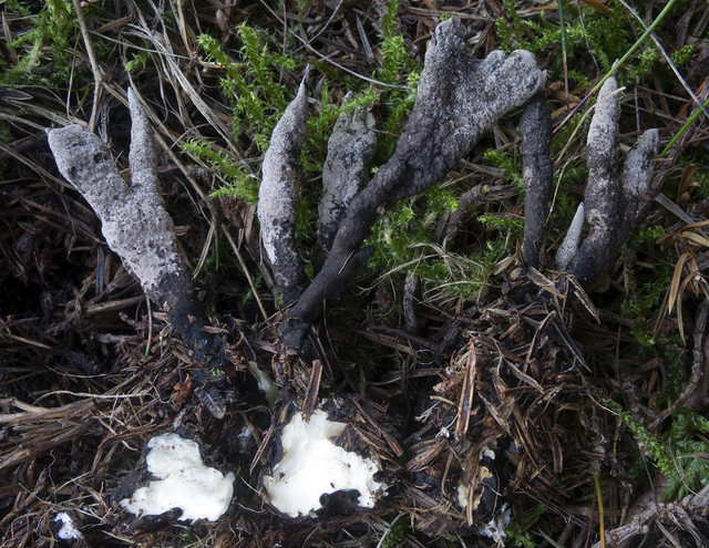 Svampen på billedet er knoldet stødsvamp (Xylaria bulbosa). Svampearten var ikke fundet noget sted i verden siden 1870, men den dukkede op under en enebærbusk i Mols Bjerge i forbindelse med Biowide-projektet. (Foto: Thomas Læssøe)