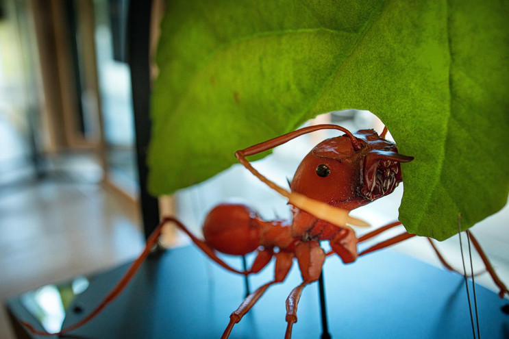 En figur af en bladskærermyre repræsenterer stolt den avancerede art. Foto: Neel Andreasen