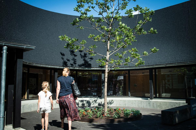 Et sort valnøddetræ skal vokse sig stort nok til at filtrere lyset ned over siddebænkenen. Foto: Neel Andreasen